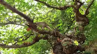 Elephant caves part -06 nest video nest part-07 #trending #minivlog #shortvideo #viralvideo #ele.