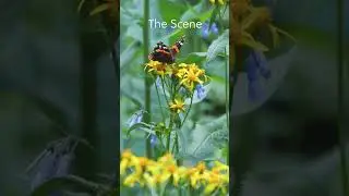 Scene vs Capture - Butterfly & wild flowers #naturephotography #butterflyphotography #naturebeauty