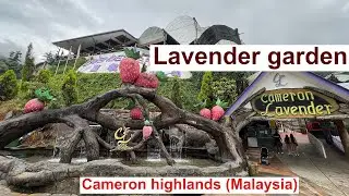 LAVENDER FARM IN CAMERON HIGHLANDS 2024 4k  | CAMERON HIGHLANDS (MALAYSIA)
