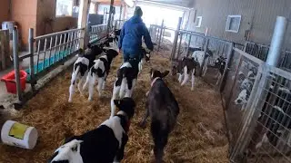 Cleaning the calf barn on the Dairy Farm