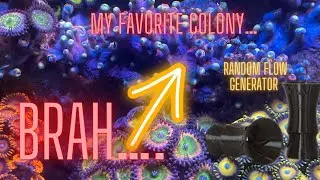 Innovative Marine Fusion 20 | The Perfect Flow in Nano Reef Tank