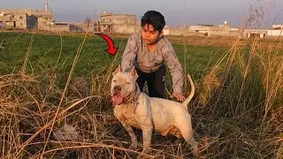 Brutus in Full Shikar Mode | American Bully on The Hunt 