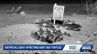 Sea turtle hatchlings 'disoriented' by post-storm light pollution along Gulf Coast beaches