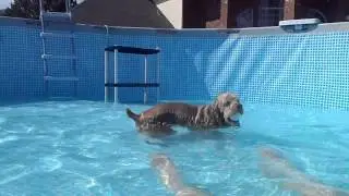 Cocker Spaniel, Clumber Spaniel & Newfoundland in the pool