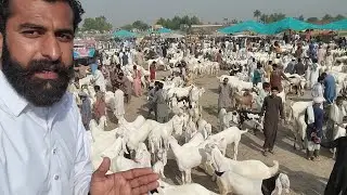 16 February 2026 Punjab pakistan ki badi bakra mandi rajanpur || پنجاب کی انٹر نیشنل بکرا منڈی ویزٹ 