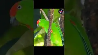 🔊Suara Burung Serindit Sulawesi di Alam Liar‼️ #wildanimals  #birds  #wildlife