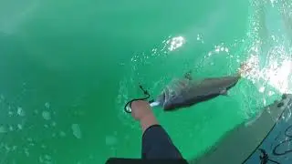 Pyramid Lake - Nevada - Fishing Lahontan cutthroat trout - Artic Fox Trolling Fly