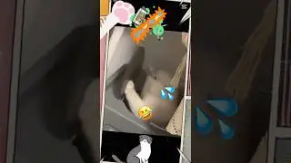Drop the Beat, Meow🤣#CatBeat #DJKitty #CatOnTheBeat #CatRhythm #FunnyCat  #CatShorts #CatDrummer