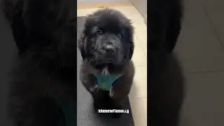 Introducing the NEWFOUNDLAND dog #newfoundland
