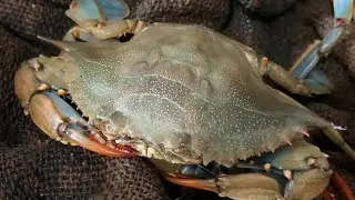 Panacea celebrates the history of the blue crab industry