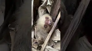 🦥A Sloth's Perfect Hideaway in the Banana Leaves!