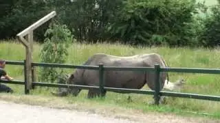 Rhino enrichment, black rhino fence feeder