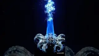 The Blue Veil Octopus | Rare Deep-Sea Defense