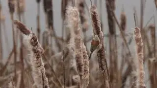 Penduline-Tit eats the Forbidden Corndog