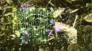 Golden Swallowtail Student Harp Music by Kathryn Cater