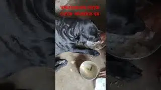 GUBLU #subscribe #shortvideos #dog #viral