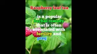 Raspberry leaf tea for Fertility #ttc #tryingtogetpregnant #fertility