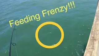 INSANE FEEDING FRENZY WITH @VitaminDeeTV (Navarre pier fishing)