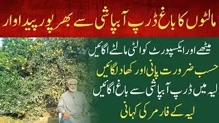 Citrus Garden with Drip irrigation system | Kinno ka bagh | Malton ka bagh