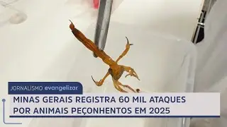 Minas Gerais registra 60 mil ataques por animais pe&ccedil;onhentos em 2025