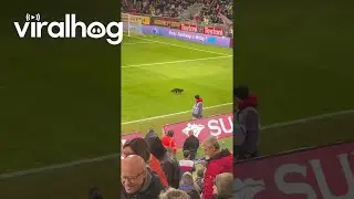 Cat Runs Across Football Pitch || ViralHog