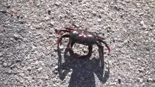 0000133 crab migration cuba KINESTOCK