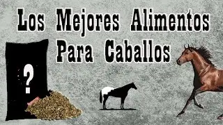 7 Alimentos Que Si Le Puedes Dar A Tus Caballos🐴-Del Cerro Soy
