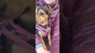 Pixie jack russell shaking at the vet