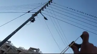 صيد بلنبلا الجزء الثاني رحلة موفقة 🔫🕊️