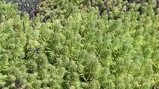Sedum ochroleucum Chaix