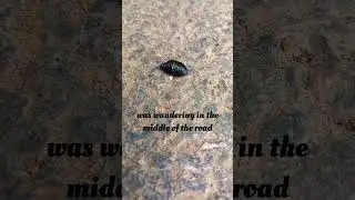 Rescuing a bloody-nosed beetle #shorts #cute #nature #relaxingmusic
