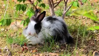 Rabbit Orange black white | EP 010 |
