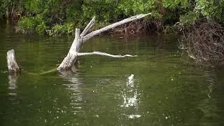 SPRO Flapping Frog with Michael Neal