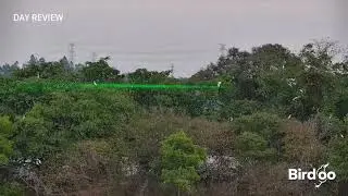 Bird laser