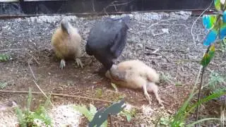 Vulture Chicks Just Killing Time
