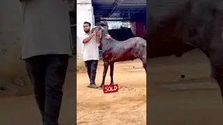 Top Quality Biggest beetal goats of Karnataka Green Acre Farms #bangalore #goat #farming g