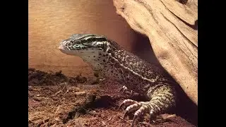 221B REPTILES EP XVII ARGUS MONITORS (Varanus Panoptes Horni)