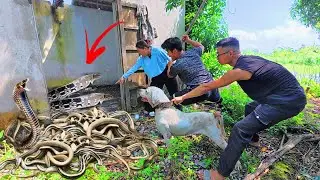Brave Hunter Uses Pitbull Dog to Rescue Girl Attacked by 100 Ferocious Dragon Snakes