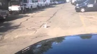 Talking cat says Hello.