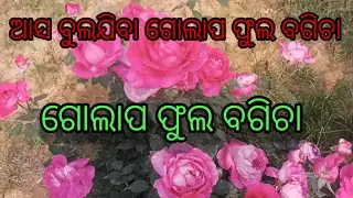 Rose flower garden #top10 rose flower #odisha rose flower garden