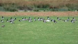 Mixed flock of feral barnacle geese with escapee Ross's goose and blue snow goose