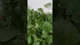 Rocket leaves #fyp #foryou #foryoupage #rocket #arugula #fresh #minigarden #amazing #short #خر خير