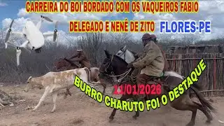 [DRONE] CARREIRA DO BOI BORDADO COM OS VAQUEIROS FABIO,DELEGADO E NENÊ DE ZITO FLORES-PEORGZÉ NILTON
