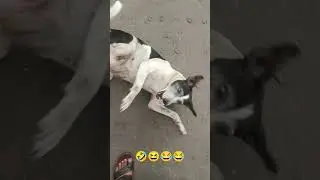 dasi dog ka funny video 😂😆🤣😁#funny #comedy #shorts #viraldog #viralvideo #dasidog #dasidance