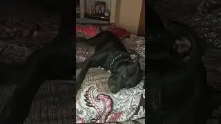 #funnydogshort 😂😂😂
