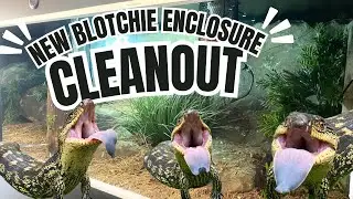Fresh and Clean: Discover the Blotched Blue Tongue Skink Enclosure!