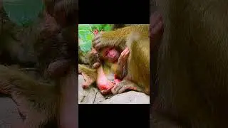 Giving birth monkey Luna !Help! #short#monkeys