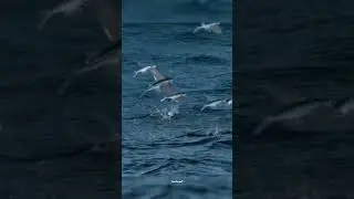 🪁🐟 Рыба, которая умеет летать