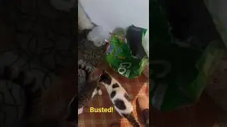 Busted! The Secret Behind My Cat&rsquo;s Weight