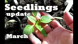 Vegetable & Flower seedlings update | Grow your own food| No Dig Gardening UK